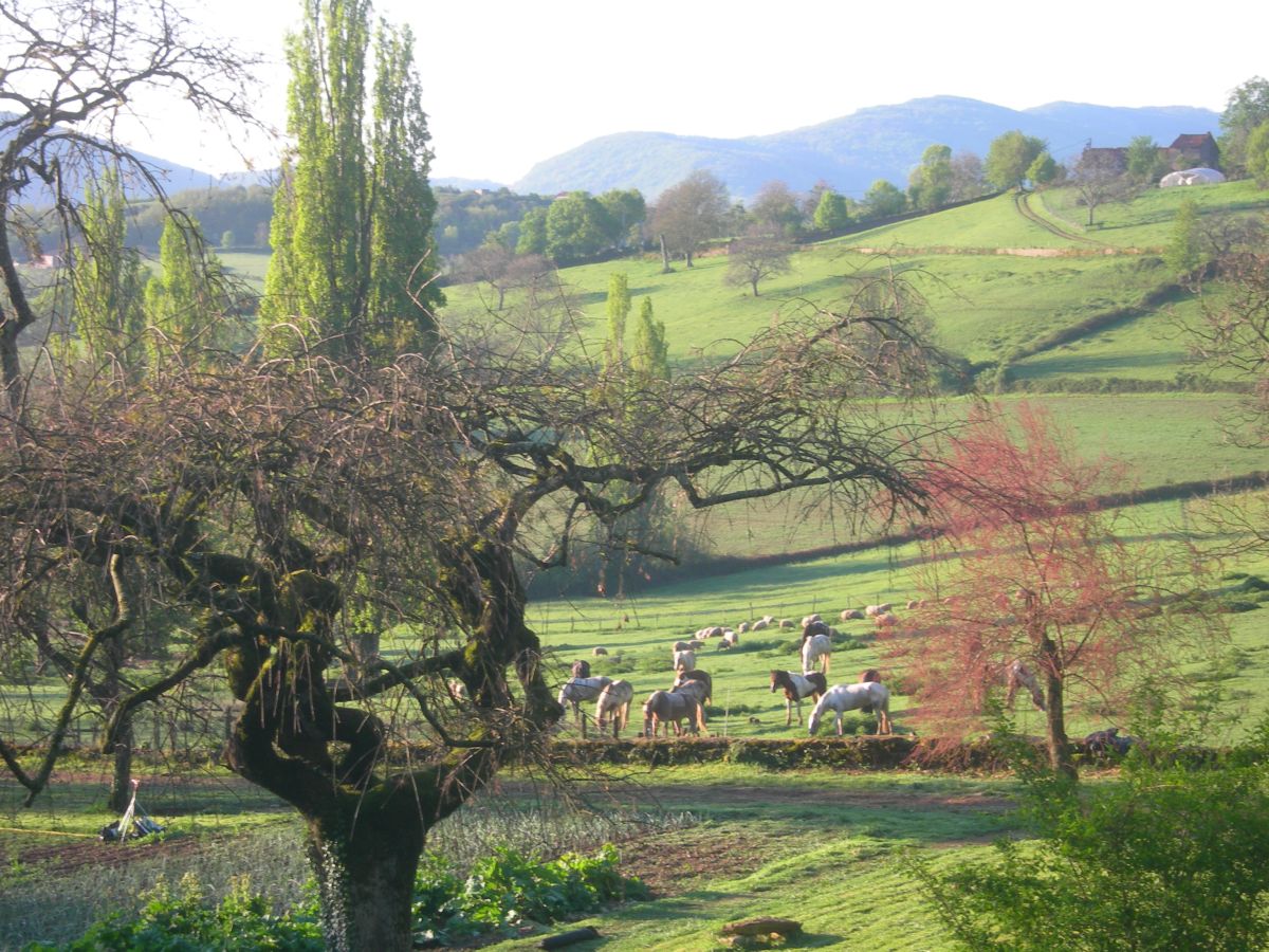 LE BRIONNAIS terre d'&eacute;levage
